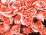 Il segno rosa